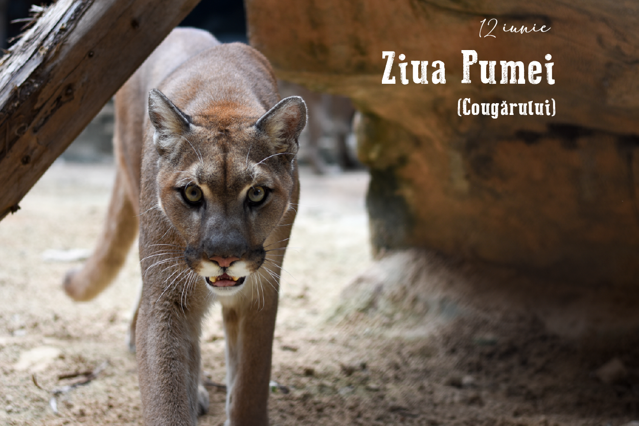 12 iunie – Ziua Pumei (Cougărului)