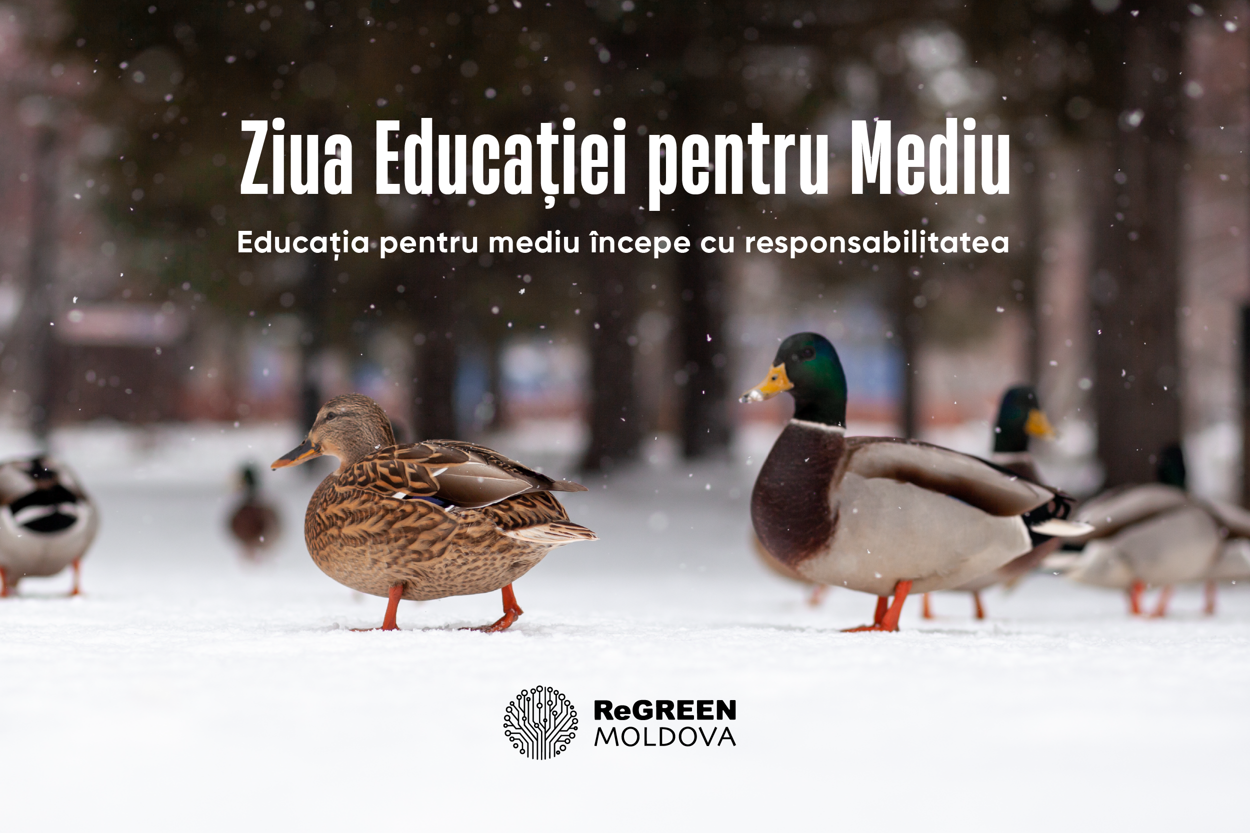 Ziua Educației pentru Mediu – Responsabilitatea față de mediu se învață, se aplică, se transmite