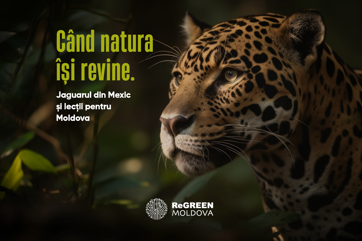 🐆 Când natura își revine: Jaguarul din Mexic și ce putem învăța pentru Republica Moldova